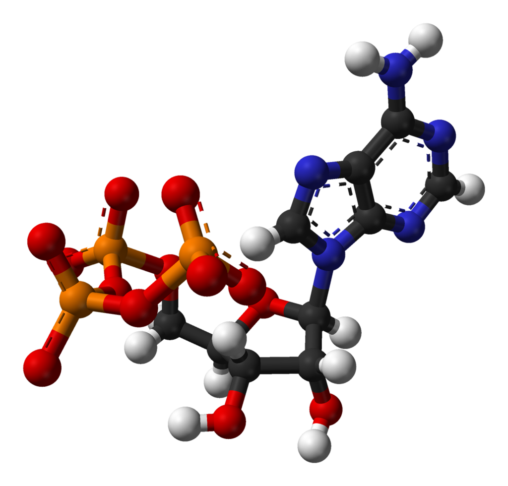 アデノシン3リン酸（ATP）