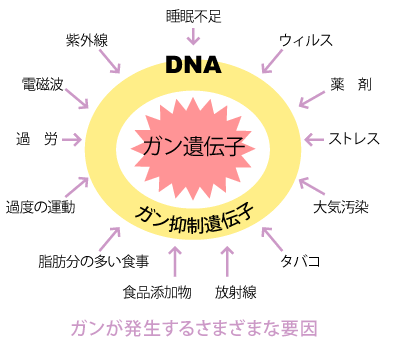 がんとミトコンドリア